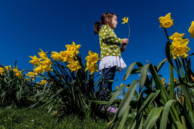 Isla Farr, of Stutton , Tadcaster, admiring the golden colour of a daffodil, on a beautiful spring day