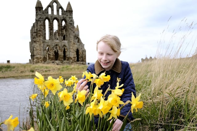 Visitor Matilda Nickless views the spring daffodils in Whitby Abbey grounds