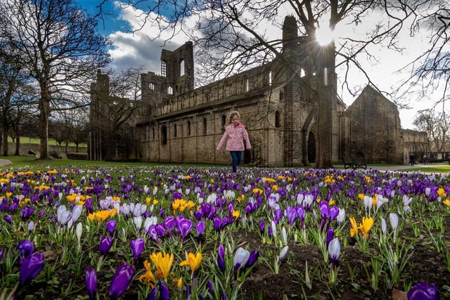 Carpets of crocuses cover areas of the grounds in Kirkstall Abbey, Leeds. Pictured Clara Walker,  of Garforth, Leeds, carefully walking through the display