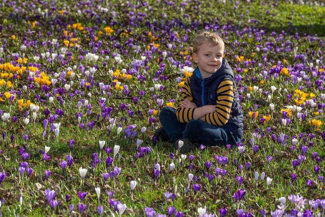 Sam Perry, of Horsforth, Leeds, amongst the display of crocuses at Kirkstall Abbey