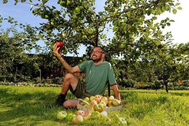 A National Trust gardener examines the apple crop at Nostell Priory, near Wakefield
