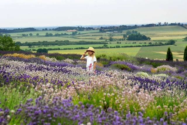 Yorkshire Lavender at Terrington in the Howardian Hills