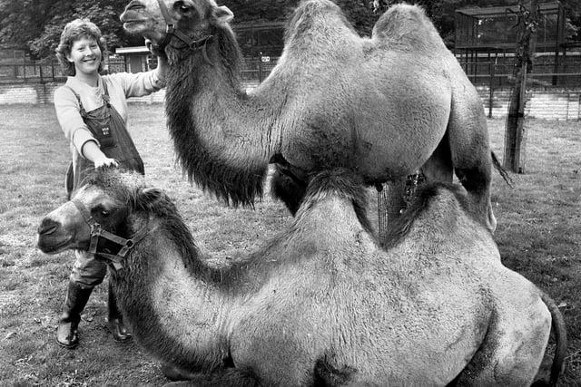 Caroline Westhead, with Bactrian camels, Cleo and Caesar, introduced to Haigh Zoo in August 1981.