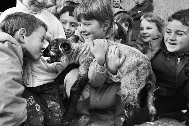 Andrew Marsden, six, from St. Wilfrid's Infants School, Standish, makes friends with a two day old lamb during a trip to Greenslate Farm, Billinge, January 1990.