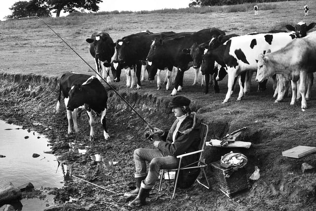 Curious cows gather to watch anglers on Wrightington fish ponds at the start of the coarse fishing season on 16th of June 1982.