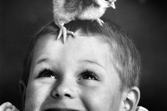 Andrew Goggin, four, is delighted to meet a one-day-old chick at Wrightington Mossy Lea County Primary School, April 1990.