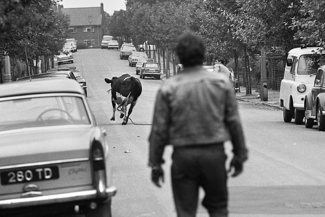 A cow escaped from Mark Williams slaughter house, Wigan, tries to evade capture in 1974.