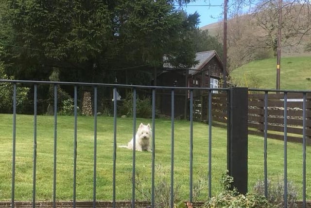 Here is Glenn Bowman's lockdown view of Leeds, which includes Lola the Westie.