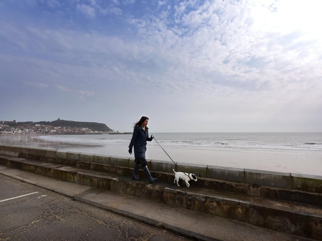 A solitary dog walker.