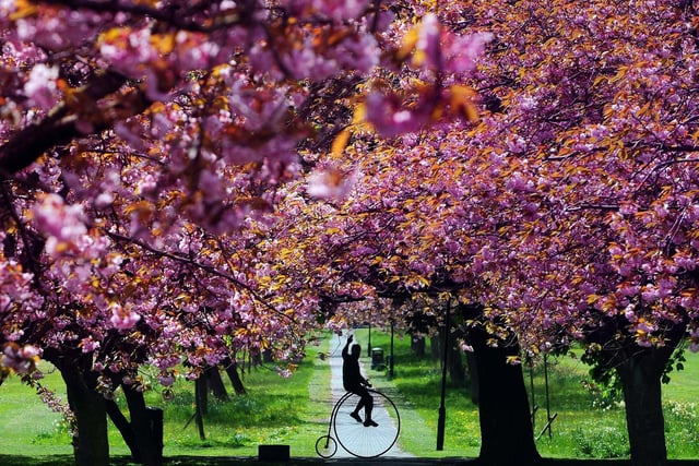 Graham Reed from Pudsey rides his 1866 penny farthing through the cherry blossom, on the Stray, Harrogate. May 2016.