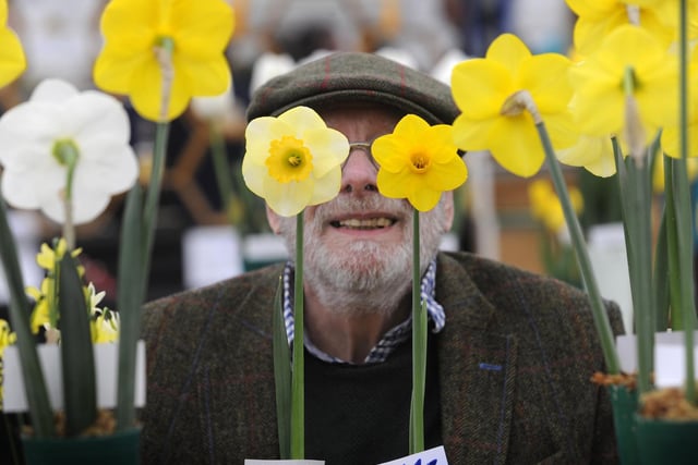 Judging daffodils at Harrogate Spring Flower Show. April 2018.