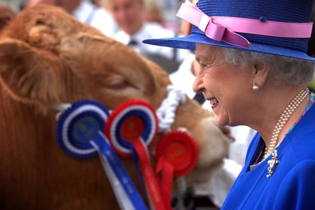 The Queen on the cattle lines at the Great Yorkshire Show. July  2008.