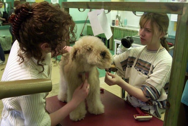 Kelly Wilson (left) and Joanne Stockton finish off the grooming of Fisher, a Lakeland Terrier, just one of the pets brought in by students during their Pets Day in April 1999.