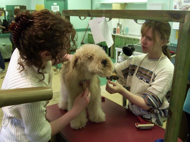 Kelly Wilson (left) and Joanne Stockton finish off the grooming of Fisher, a Lakeland Terrier, just one of the pets brought in by students during their Pets Day in April 1999.