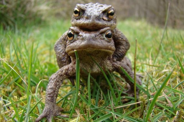 Toads full of the joys of spring taken in Cragg Vale by Kevin Cutts.
