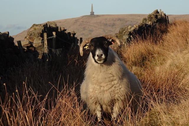 Ram at Stoodley Pike, by Suzanne Oulton.