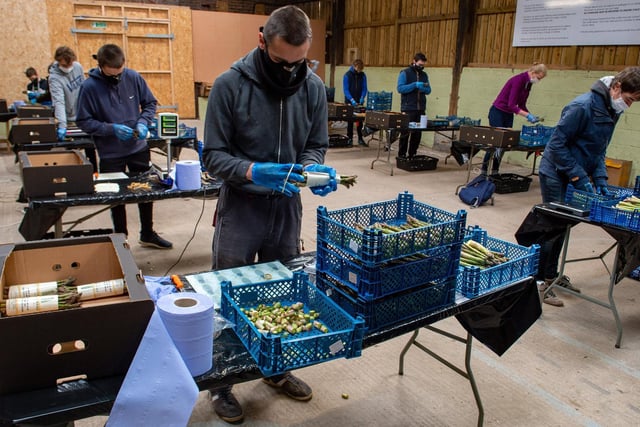Workers in masks and gloves pack the delicate asparagus, which is picked, packed and sold on the same day