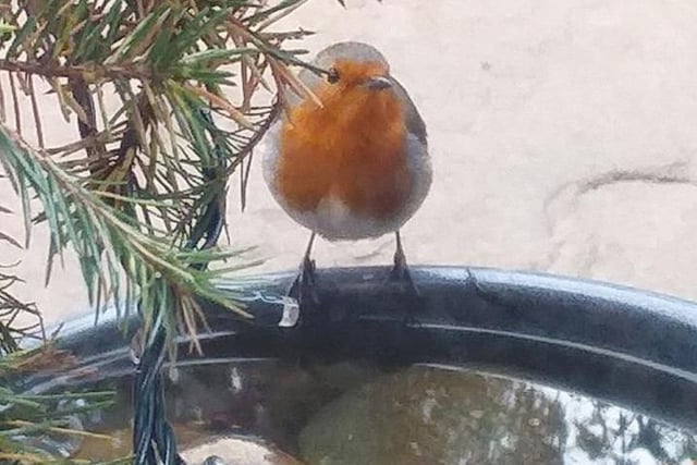 Sue Gregory has a friendly robin visiting her garden daily.