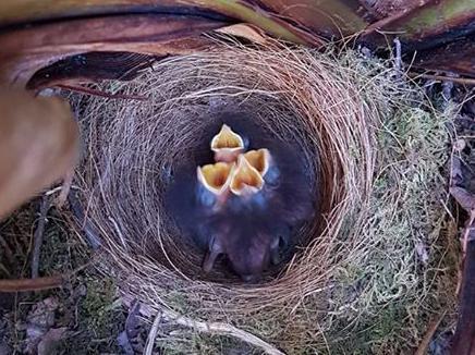 Joanne Lindley has a nest of baby robins in the garden.