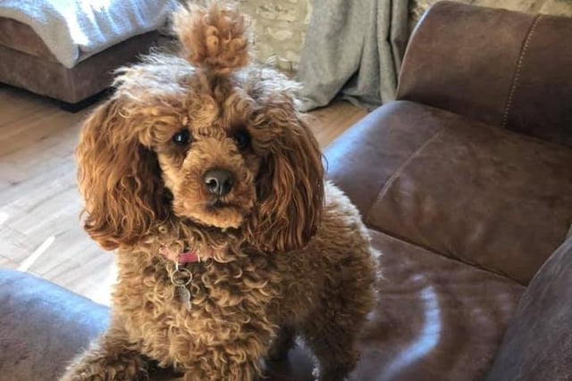 Claire Hogg shared a picture of Patsy, who might just have the best hairdo in Leeds right now.