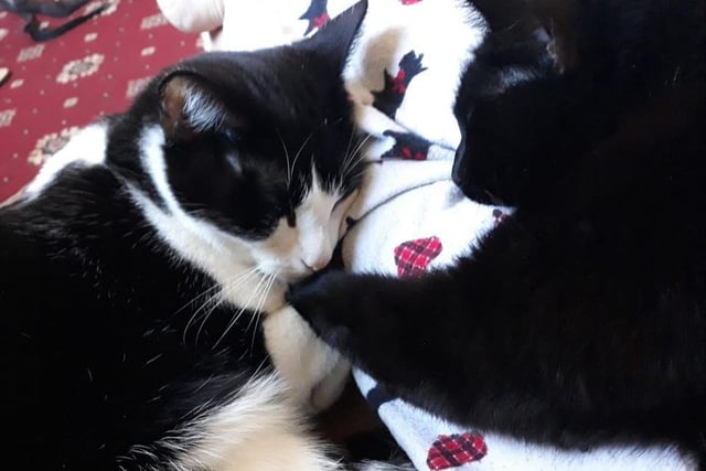 Emma Hatfield shared a picture of her cats Betty and Wilma, who are sisters and look inseparable.
