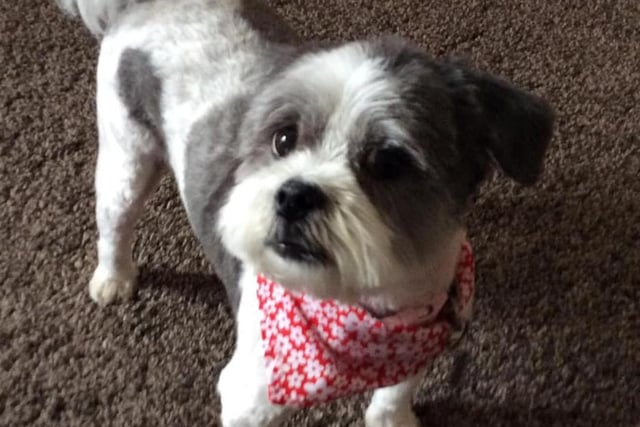 Ann Dawson shared a picture of Rosie proudly sporting her pink bandanna.