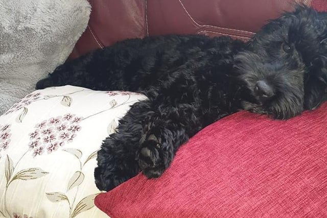 Kirsty McHale shared a picture of her dog Daisy, who looks how we all feel during lockdown!