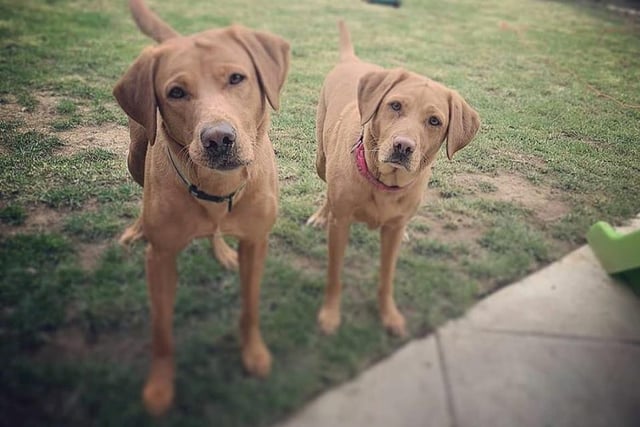 Kelly shared a picture of brother and sister Marley and Nala, who look like a bundle of energy!