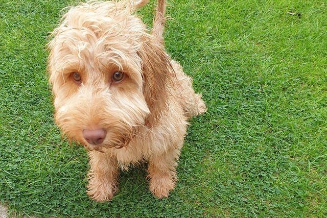 Charlene Falkingham shared a picture of Bertie.