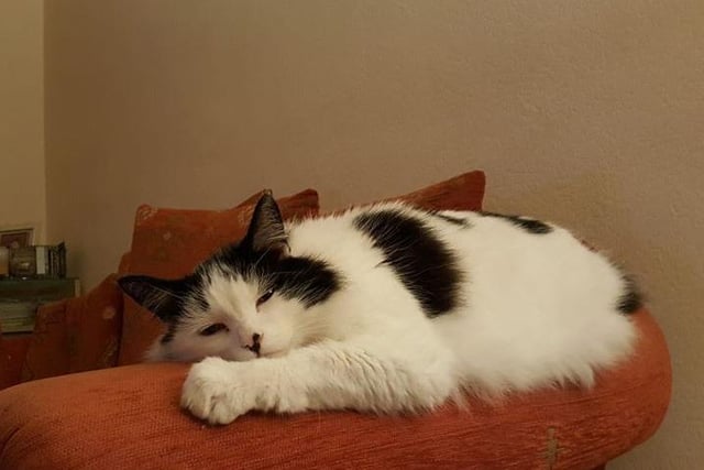 Elaine Newsome shared a picture of her cat Charlie, who looks like he's settled for the night.