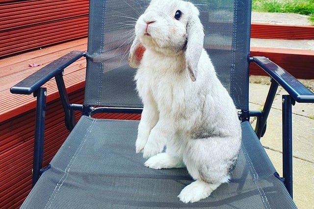 Emma shared a picture of her rabbit Luna, who according to her owner is more like a puppy!