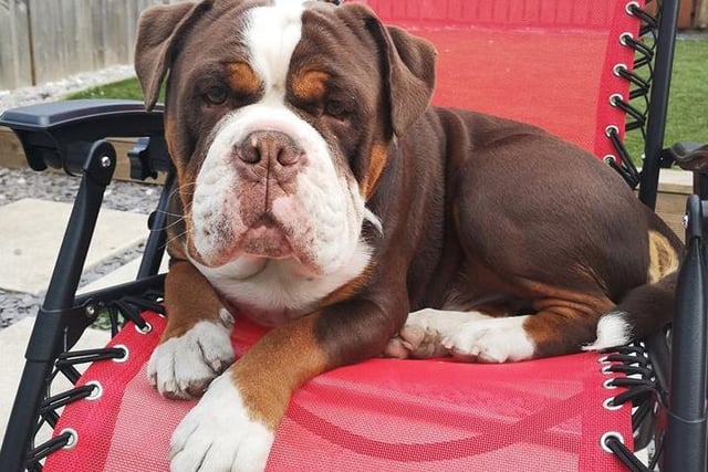 Lotty Stapleton shared a picture of her dog Rocco.