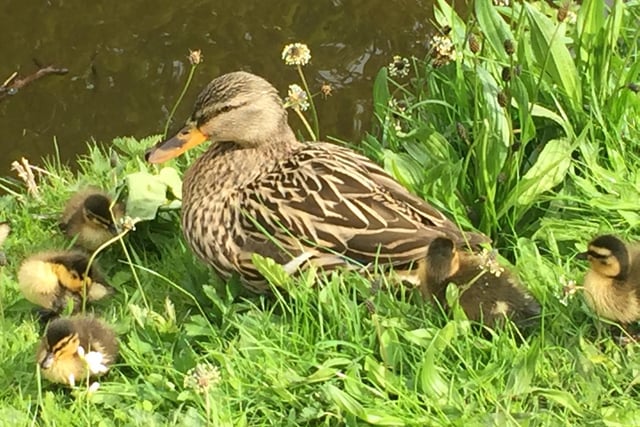 Mother and ducklings by the canal at Copley by Ruth Greenwood.