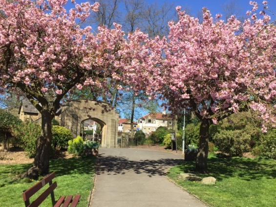 Cherry blossom at Crow Wood Park by Bob Galtrey.