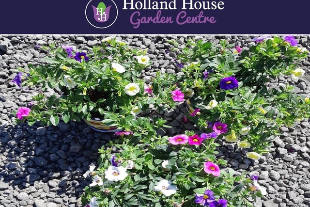 Holland House Garden Centre, Higher Walton Road, Walton-le-Dale, Preston
Holland House Garden Centre is a family run business, for three generations, with over 60 years experience.
They specialise in producing hanging baskets, and seed sown seasonal bedding plants, perennials and alpines all grown on site.
And they have an extensive range of seasonal plants, and have expanded in to trees, shrubs, fruits and exotics as well as a wide range of specialist composts.
They are open for telephone and online orders. Call 01772 202472 or 204286 to order and arrange collection or delivery.
Visit https://www.hollandhousenursery.co.uk/ for more information.