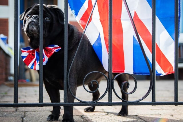 Proud pug Walter Houghton celebrates Britain's 'bulldog spirit' during World War II by sporting a Union Jack bow tie for VE Day in Lytham