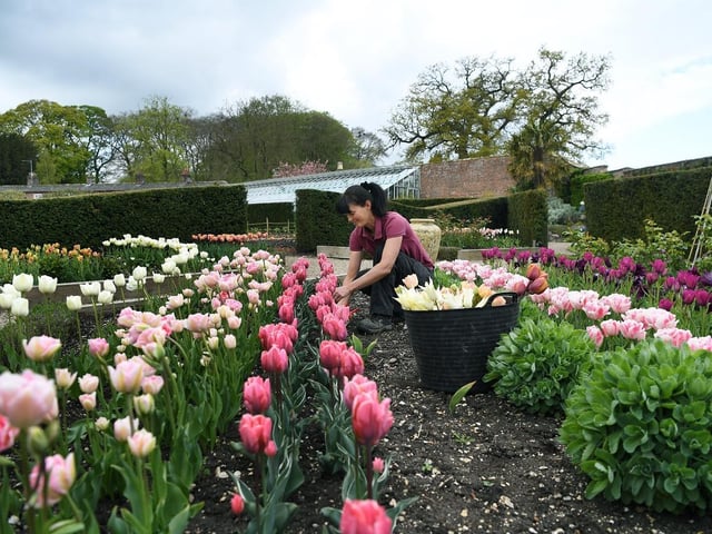Head gardener Jan Lathan tends to the flowers at Sledmere House.
