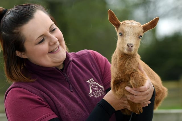 Farm park manager Laura Clark with a Golden Gurnsey Goat kid at Sledmere House.