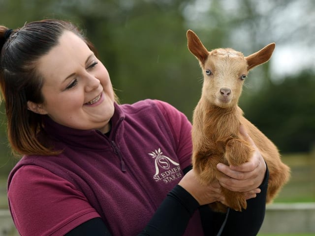 Farm park manager Laura Clark with a Golden Gurnsey Goat kid at Sledmere House.