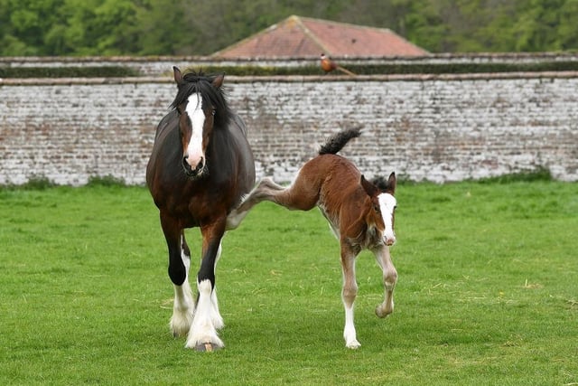 Shire horse and new foal at Sledmere House.