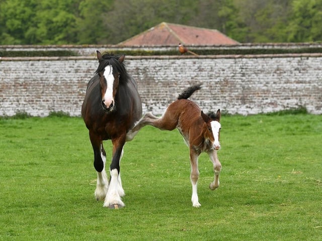 Shire horse and new foal at Sledmere House.