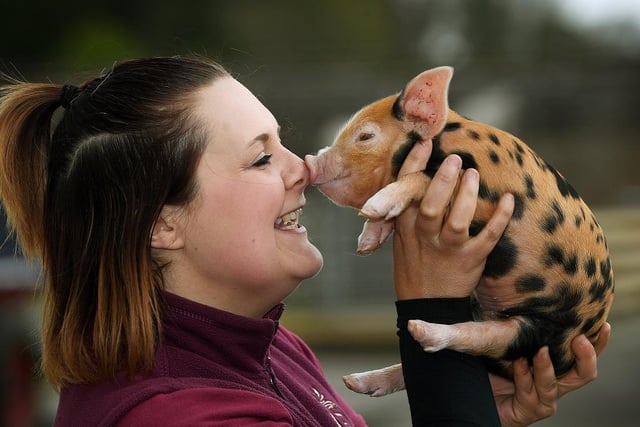 Farm park manager Laura Clark with an Oxford Sandy and Black piglet.