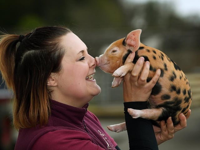 Farm park manager Laura Clark with an Oxford Sandy and Black piglet.