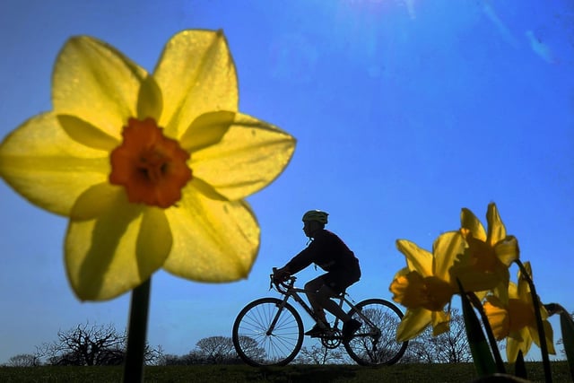 People have been getting on their bike for their one daily exercise of the day, while daffodils have also been in bloom.