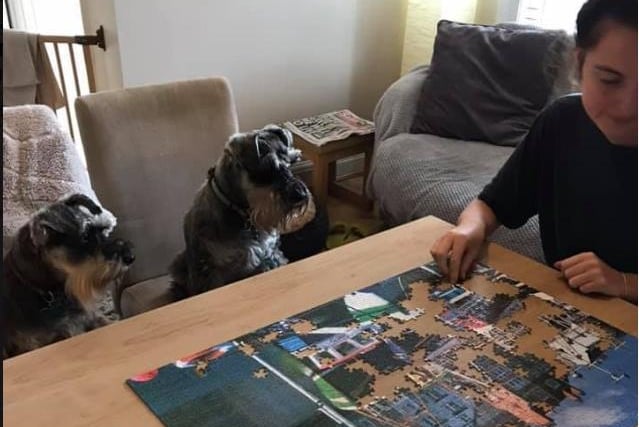 Colleen Platt said:"Even the dogs have joined in on lockdown jigsaws!"