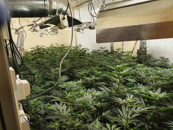 Cannabis plant farm in Cleckheaton