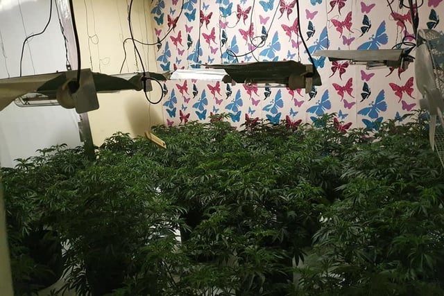 Officers described it as a 'sophisticated' cannabis farm
