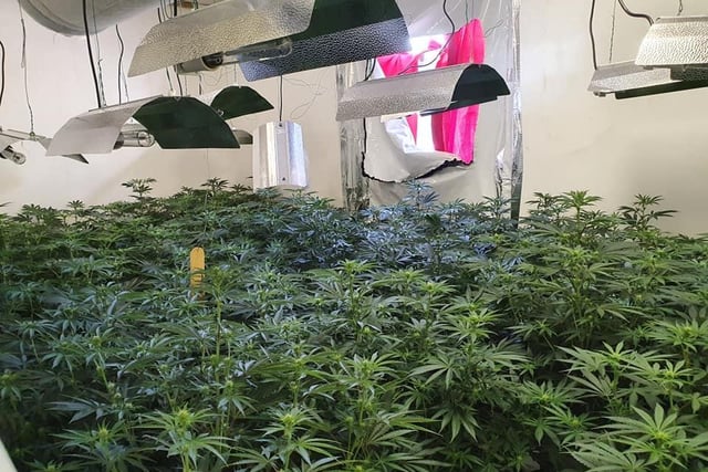 A large amount of cannabis plants were seized by police.