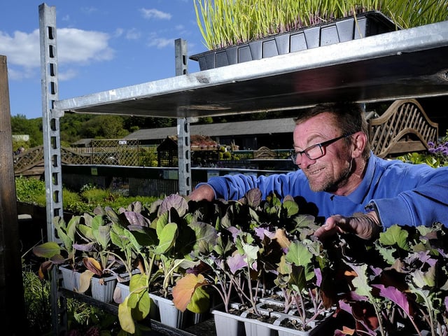 Deans Garden Centre. Staff member Colin Randall arranging the plants