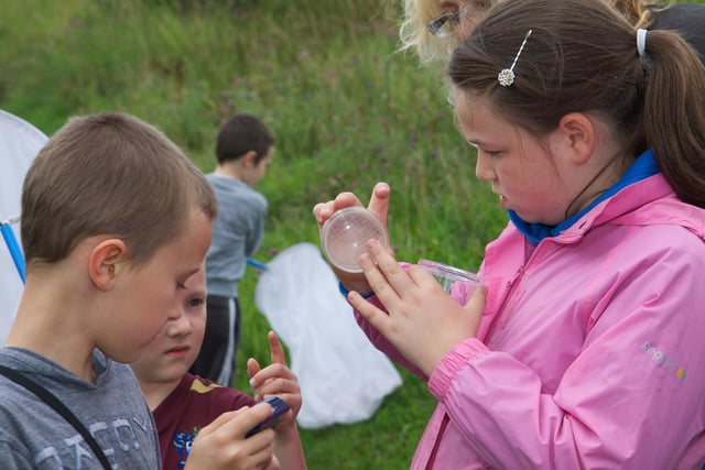 Insect safari - Kids can explore the garden on an insect safari and uncover the secret lives of our creepy crawly neighbours